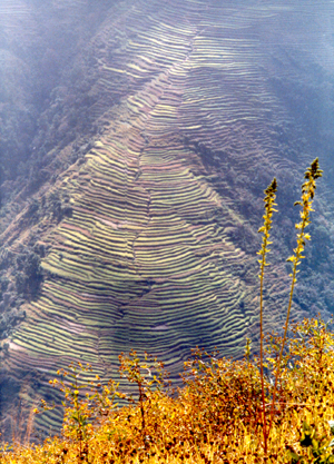 rice terrraces